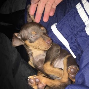 Meet your Posher, Ava seater